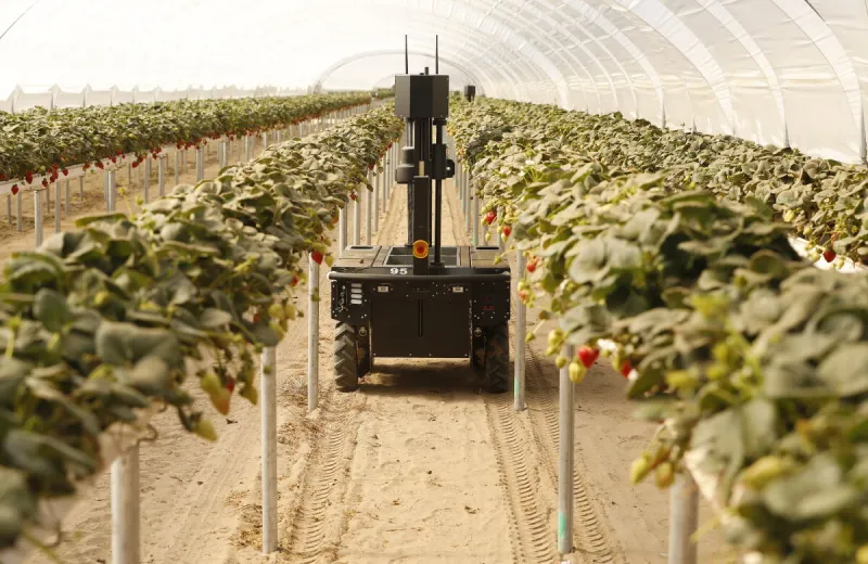 Picking by the Pound: What Subscription Robotics Actually Costs a Strawberry Grower